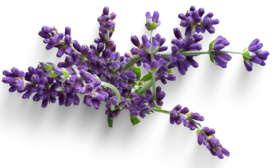 Lavender Lavender sprigs